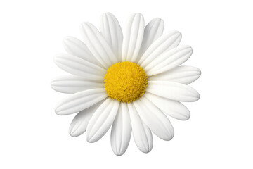 Isolated daisy flower in close-up with transparent background detail view
