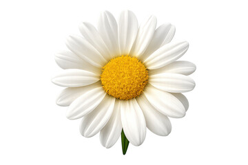 Daisy flower with transparent background, spring floral design element