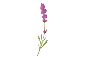 Fototapeta premium Fragrant Lavender Flower on transparent background in detailed view