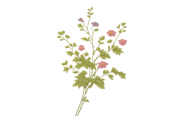 Blooming branch illustration with transparent background for design use