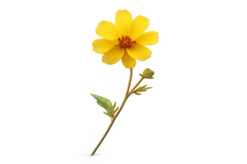 Beautiful yellow flower isolated on transparent background design art
