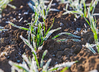 close-up on the young wheat plants covered with frost in winter in a field