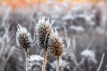 closeup on the flower of a thistle covered with frost in the morning sunlight in a meadow