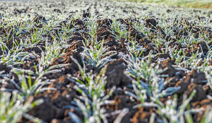 close-up on the young wheat plants covered with frost in winter in a field