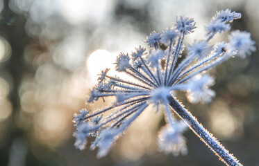 close-up on the flower of a wild parsnip covered with frost in the morning sunlight against a background of bokeh