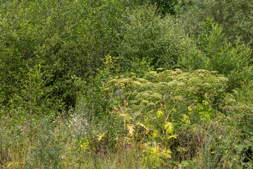 Giant hogweed (Heracleum mantegazzianum) in full bloom at the edge of the forest