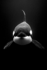 A monochrome image of a killer whale head-on, in deep black water, looking at the viewer