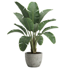 Potted bird of paradise plant in concrete planter