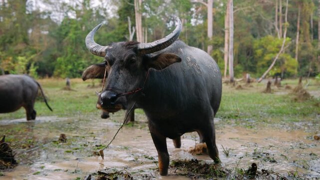 Water buffalo standing in a muddy pond in rural cambodia, looking towards the camera with its calf in the background.