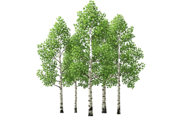 Group of birch trees isolated on transparent background