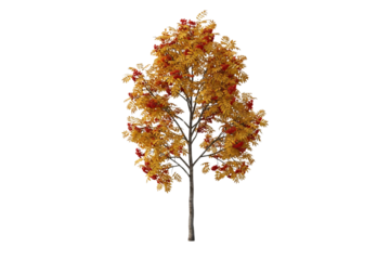 Autumn tree isolated on transparent background