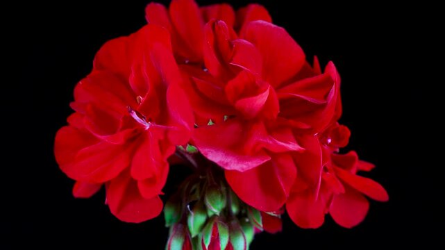 Geranium flower with bright red petals isolated on black background, plant with leaves, video