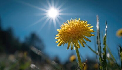 Close-up of a bright yellow flower with the sun's rays shining through a clear blue sky