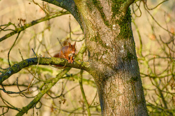 Red squirrel sitting on mossy tree branch