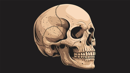 Anatomical Skull Portrait with Detailed Cranium. © KMB
