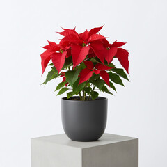 Naklejka premium Bright poinsettia plant with vivid red leaves and healthy green foliage in sleek dark gray pot for festive indoor decoration and holiday spirit