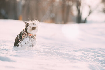 Funny Miniature Schnauzer Dog Or Zwergschnauzer In Outfit Playing Fast Running In Snow Snowdrift At Winter Day