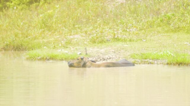 Serene 4K Video of a Water Buffalo (Bubalus bubalis) Bathing in a Rural River