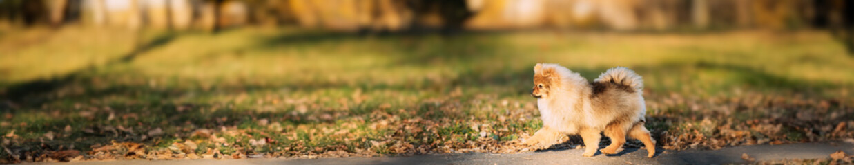 Funny Young Red Puppy Pomeranian Spitz Puppy Dog Happy Walking Outdoor In Autumn Park Lane.