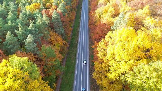 Cars riding along rural road surrounded by vibrant colorful autumn forest showcasing the beauty of nature. Aerial view of autos cruising along country route. Vehicles driving at beautiful fall season