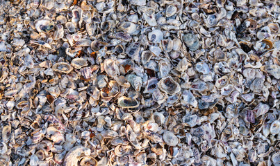 Background of seashells
