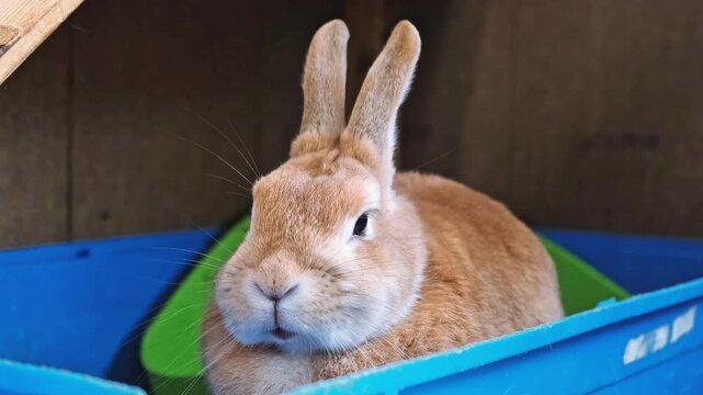 A cute beige rabbit falling asleep right in front of my eyes in his enclosure. Sweet domestic animal rests in the tray of cage. Easter bunny. Sweet pet behaviour side view. High quality 4K footage.