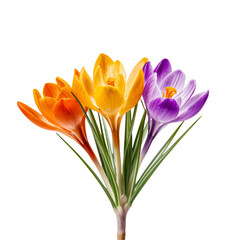 Fototapeta premium Colorful Crocus Flowers Bloom Together in Springtime Arrangement With Green Grass on White Background