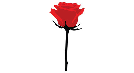 a striking red rose presented in a dramatic black and white silhouette