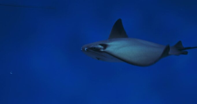Swim Stingray On Blue Background Close Up View. Golden Cownose Ray Or Pacific Cownose Ray. Rhinoptera Steindachneri Sea Rays. Diverse Underwater World. Ocean Animal, Aquatic Life