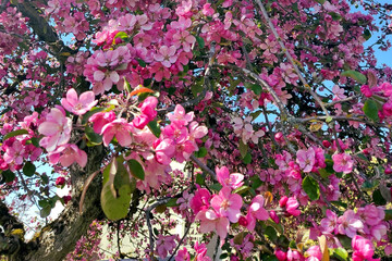 Crabapple tree (Malus). A beautiful flowering tree with a profusion of pink blossoms