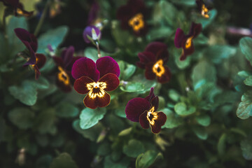 yellow and purple orchid