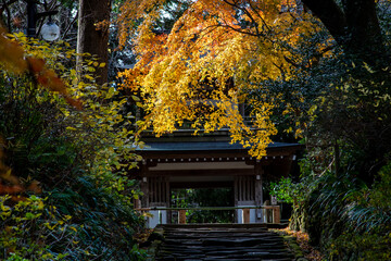 鎌倉251222　浄智寺11　紅葉・黄葉