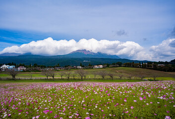 Obraz premium 霧島連山とコスモス畑の風景