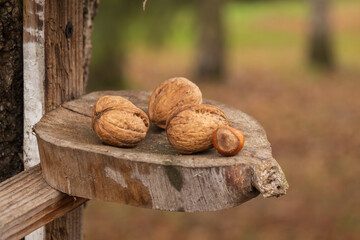 A few nuts sit on a wooden shelf attached to a tree in an outdoor area during the autumn season