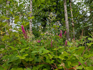 Obraz premium Wild Mixed Summer Thicket with Pink Spiraea, Brambles, and Tree Trunks