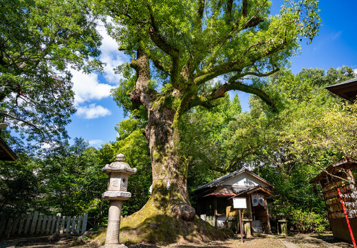 松森天満宮の大クス（長崎市）