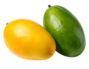 Two vibrant mangoes, one golden, one green, against a clean black background