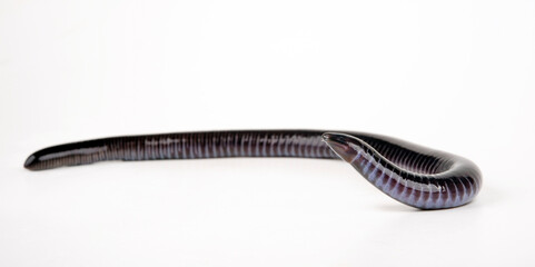 Gaboon caecilian // Kamerun-Erdw&uuml;hle, Kamerun-Blindw&uuml;hle (Geotrypetes seraphini)