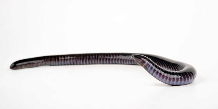 Gaboon caecilian // Kamerun-Erdw&uuml;hle, Kamerun-Blindw&uuml;hle (Geotrypetes seraphini)