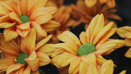 Close-up of orange chrysanthemum flowers featuring vibrant green centers.