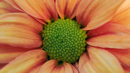 Extreme macro close-up of the textured green center and orange petals of a chrysanthemum.