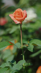 Single peach rose blooming on a stem against a soft garden bokeh.
