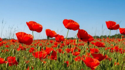 Fototapeta premium Vibrant Red Poppies Blooming in a Sunny Summer Field Under a Clear Blue Sky