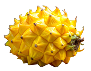 Vivid image of a spiky yellow fruit, isolated on a black background