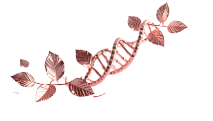 Rose gold DNA helix entwined with leaves, isolated on black