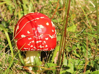 Mushroom - fly agaric in a forest clearing © VADZIM