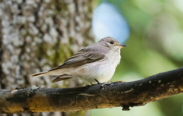 Fototapeta premium The spotted flycatcher (Muscicapa striata) close-up against a green bokeh background. Wildlife.