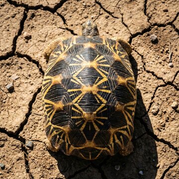 Vue d&eacute;taill&eacute;e de la carapace d'une tortue radi&eacute;e sur un sol sec