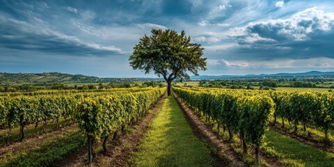 Obraz premium A lone tree stands amidst rows of verdant vines under a dramatic sky in a vast vineyard