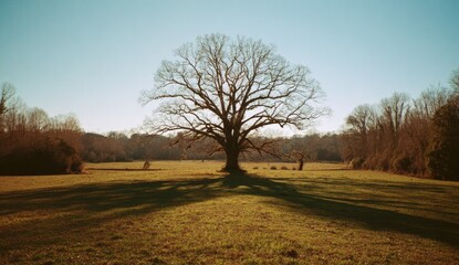 Obraz premium Vast landscape with a solitary, leafless tree casting a long shadow under a clear sky